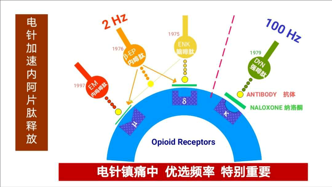 针刺疗法原理研究—加入基础医学,赴一场科研之约_镇痛