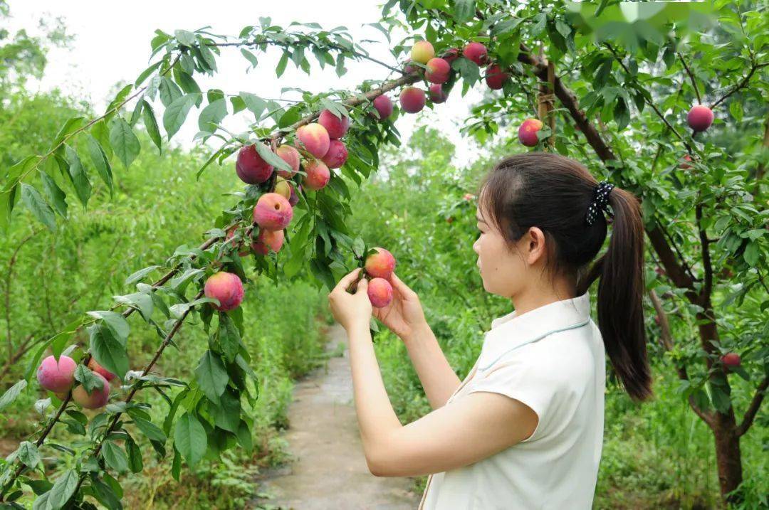 夏天的标配成了空调和wifi 但小编想说,吹着凉风 到山里采摘李子 位于