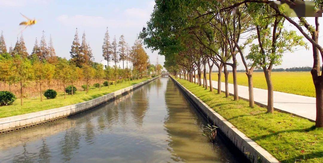 松江的这个镇攒够了四季邀您共赏