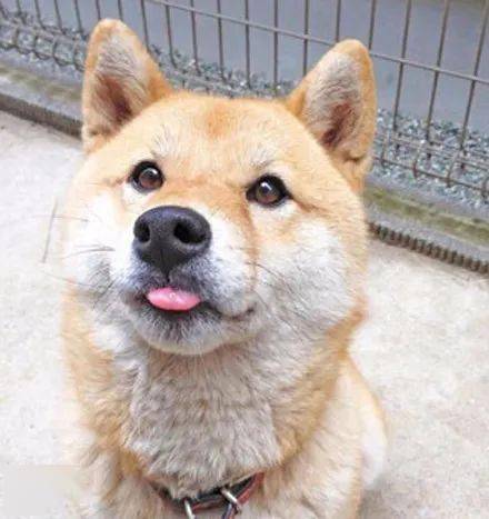 狗头表情吐舌头图片