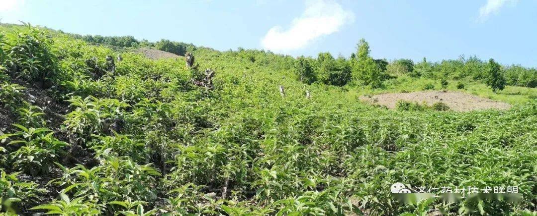 南国民族药一株艾纳香趋避强身用途广泛多