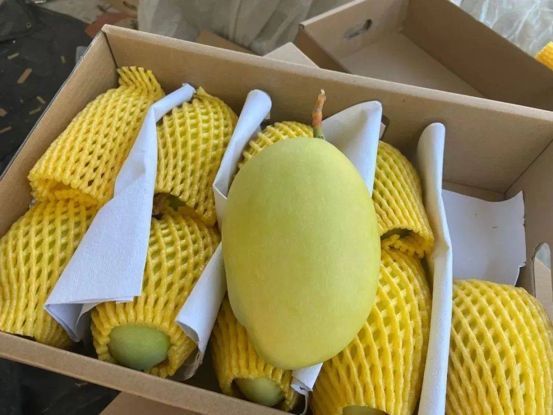 攀枝花凯特芒已上市首批17吨走出国门