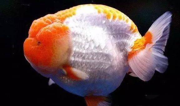 技巧| 容易导致兰寿栽头的6个致命缺点_金鱼