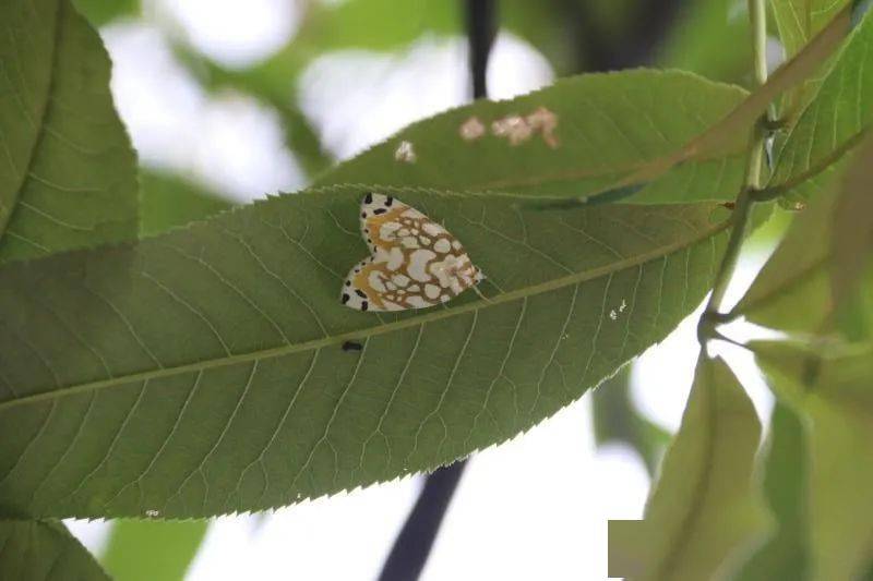 预计局部地区暴发山核桃林里发现这种飞蛾赶紧防治