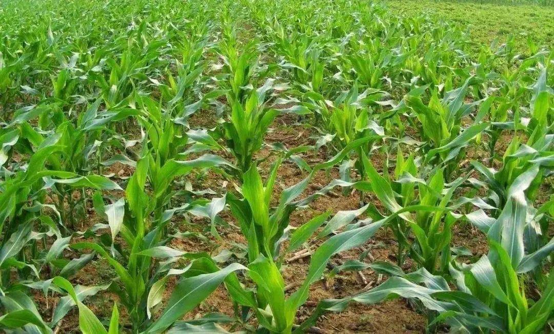 玉米拔节期图片