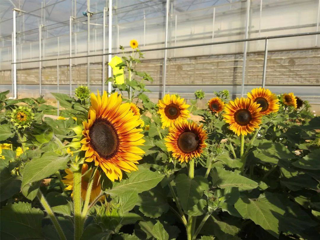 栽培实录那一片彩色向日葵开了