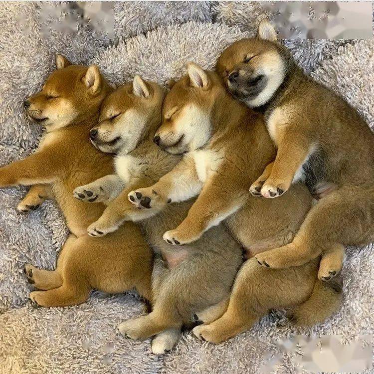 如果有这么大一群柴犬宝宝在我面前,我能撸一整天!