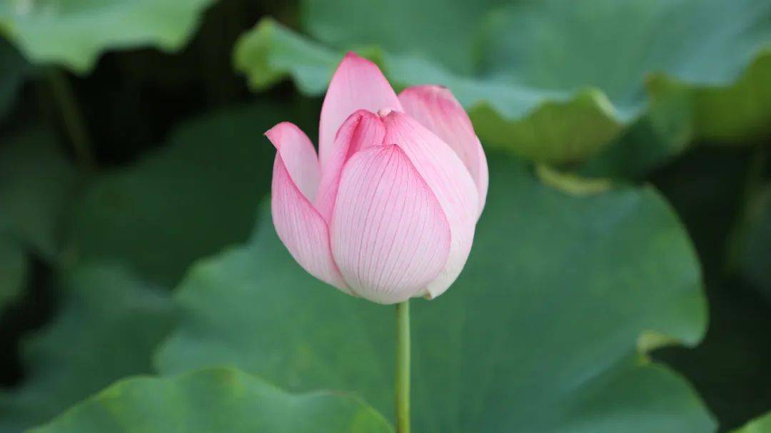 荷叶田田,随风摇曳吹"醒"了那方荷塘夏风暖和,吹绿了乡村(张张都是