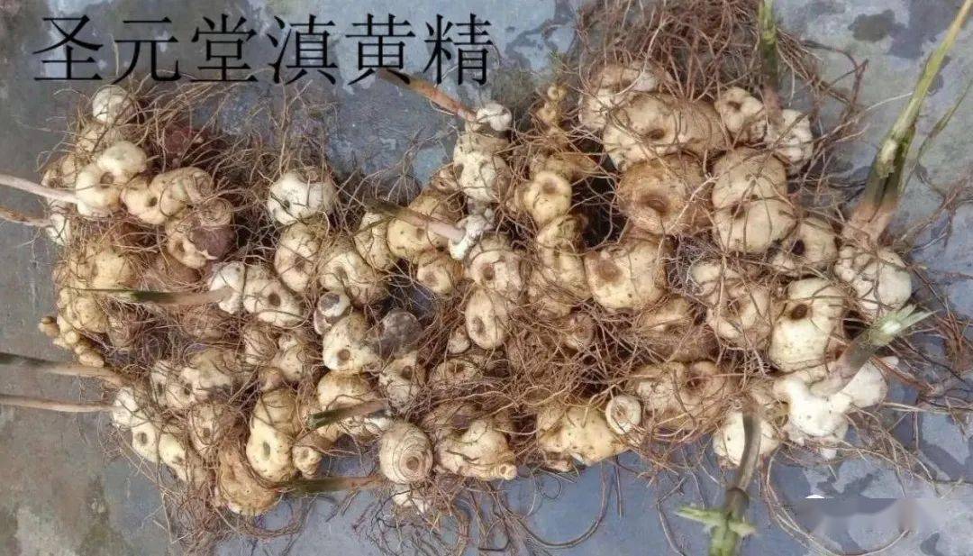 黄金果的蜕变历程