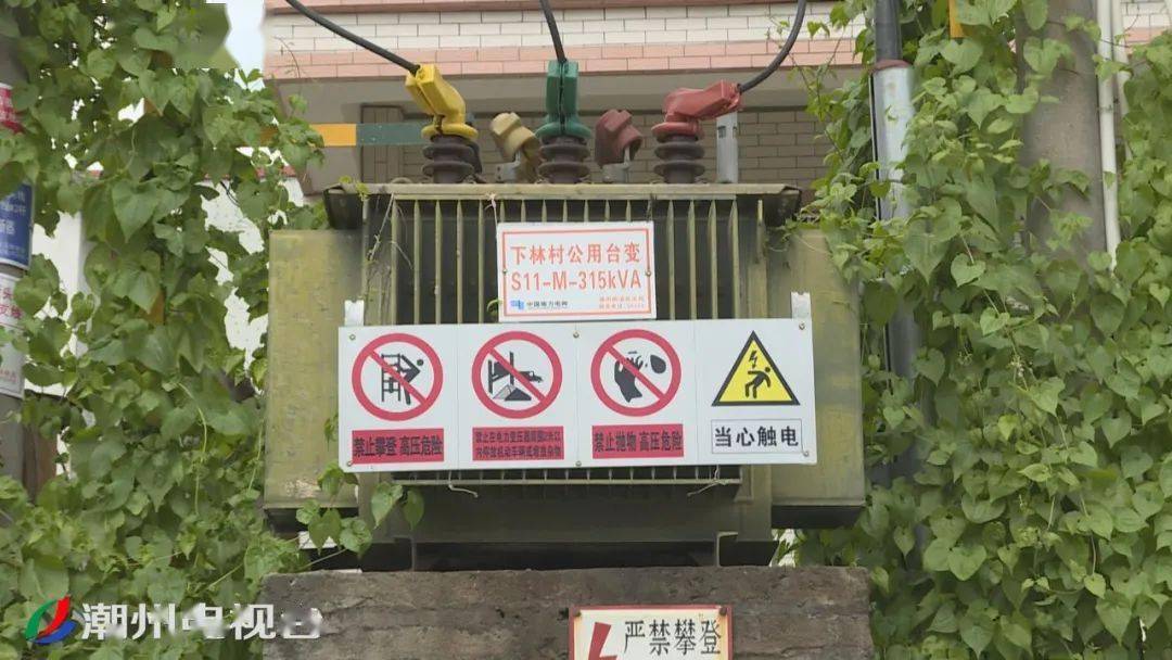 绿植"爬上"变压器 安全隐患不容忽视