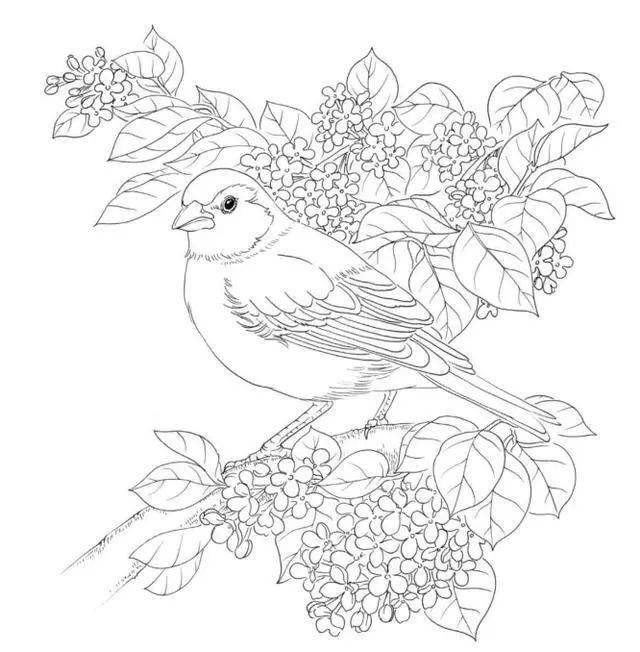 素材| 100种鸟类的线描稿_金翅雀