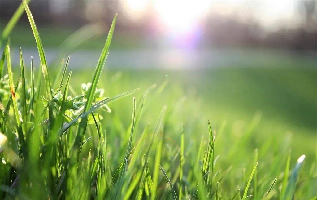 朗诵做人如草向阳而生