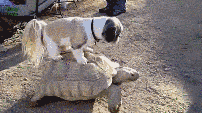 400_225gif 动态图 动图