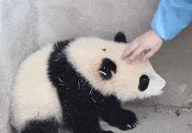 因此在此提醒广大女生,千万要警惕摸头杀这一撩妹招数98.