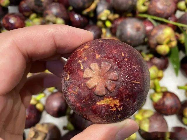 买山竹时专挑母的肉多核小汁水多牢记这3点一挑一个准