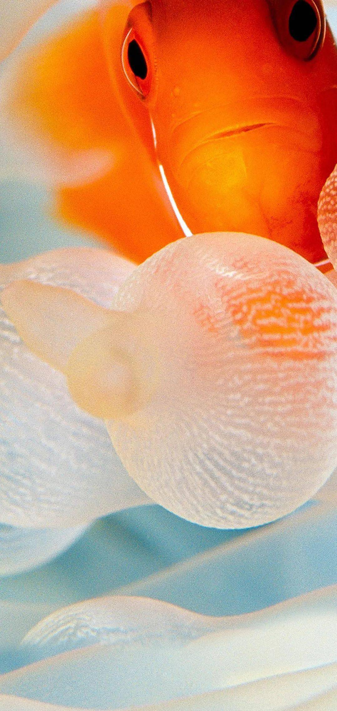 挖孔屏手机美化,换张超靓壁纸!