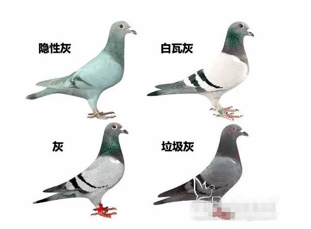 高级种鸽育种羽的特征图片