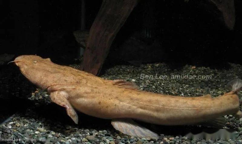 每天认识一种南美鱼79帝王鲸