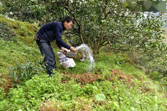 总之,几乎每种果树都需要硼这样的微量元素,缺乏微量元素就会表现出