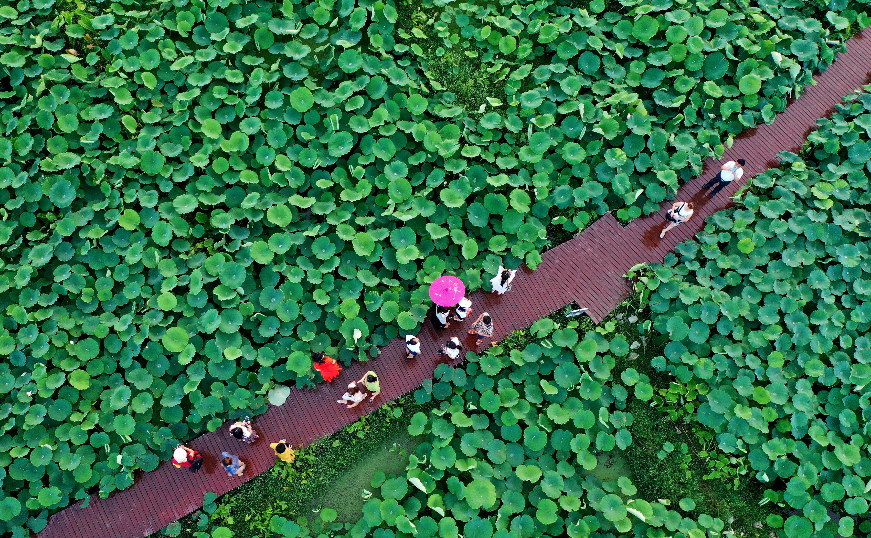 桂林千亩荷塘图片