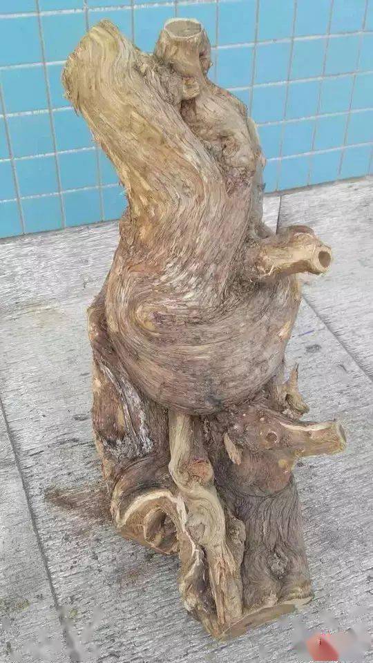 土柏坡柏冒充崖柏销售如何才能区分