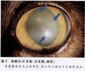 【症状】流泪,羞明,粘性眼眵,眼脸痉挛和结膜炎等.