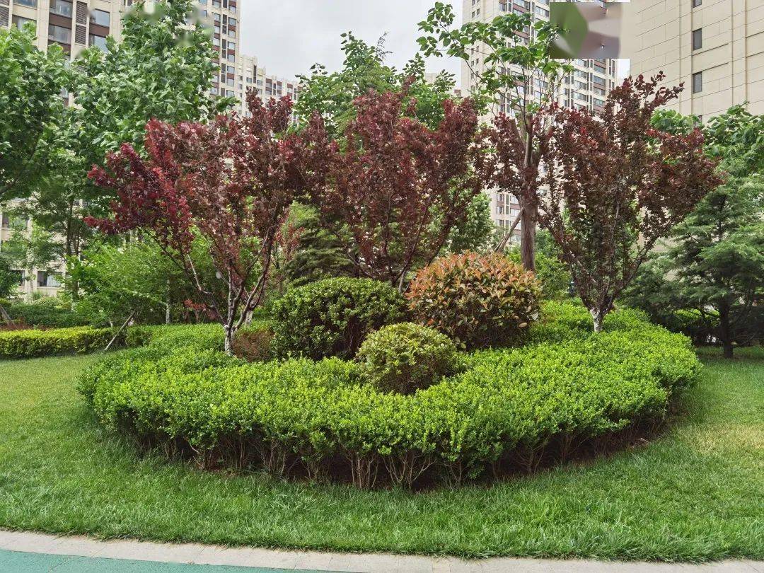 优居焕新---园林绿化回顾