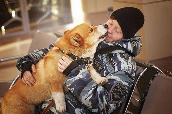 俄罗斯唯一一只柯基警犬退休 上班7年半工作能力出色