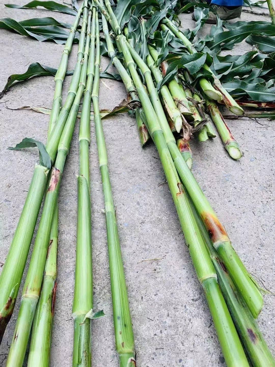 崇明甜芦粟上市汁多味甜受欢迎