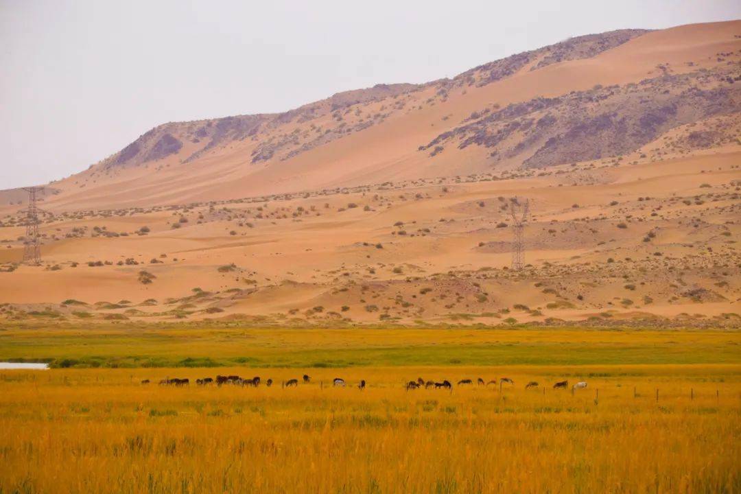 自驾||寻迹沧海遗珠,聆听大漠梵音——深度探秘阿拉善无人区