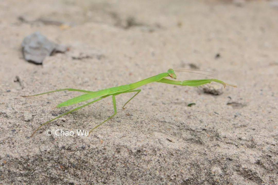94中华刀螳的若虫,摄影丨吴小咖是个好孩子螳螂的若虫是没有翅膀的
