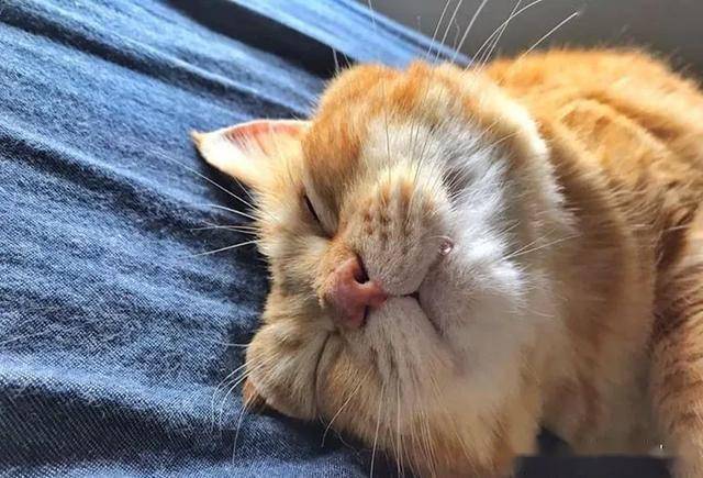 短腿橘拥有绝技进入休眠模式天塌都醒不了靠睡觉跻身网红行列