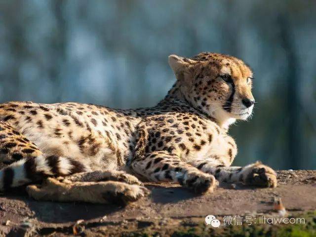 苏丹猎豹( a. j. soemmeringii )