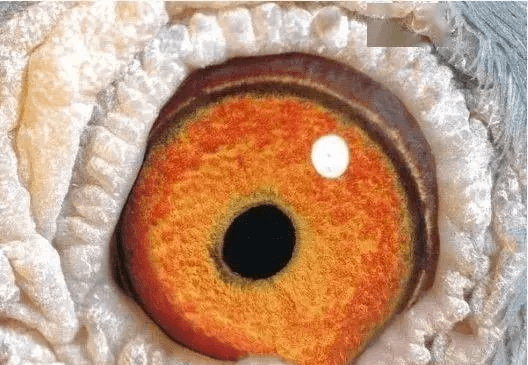 所有地区快速鸽眼的特征!