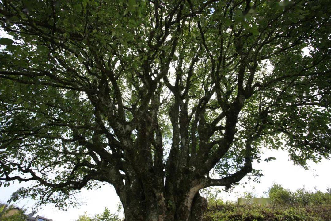 3200年锦绣茶祖之乡香竹箐澜沧江畔的茶叶传奇