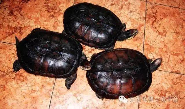 纯正的越南石龟辨认方法