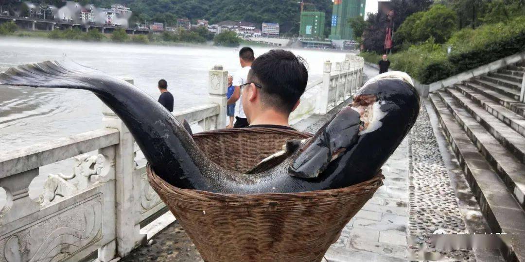清江3大电站泄洪,百姓捡了好多鱼,用背篓背!