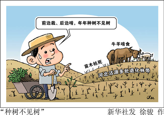 新华社记者近日在采访中发现,河北沽源县多处杨树林带"种树不见树"