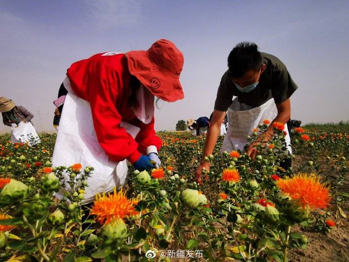 新疆裕民紅花別樣紅,又到收穫好時節