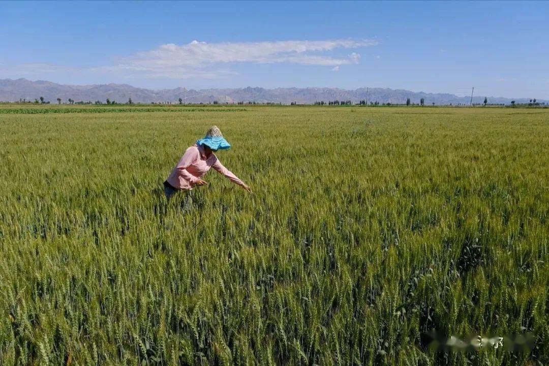 杭后4300亩黑小麦丰收在望!_种植