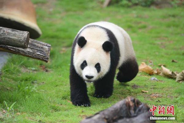 湖南鳳凰中華大熊貓苑開園