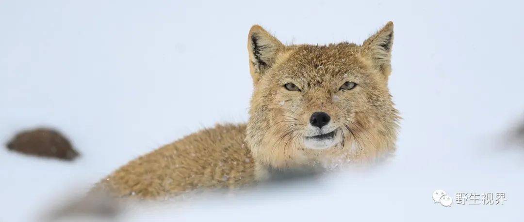 短视频藏狐的遭遇