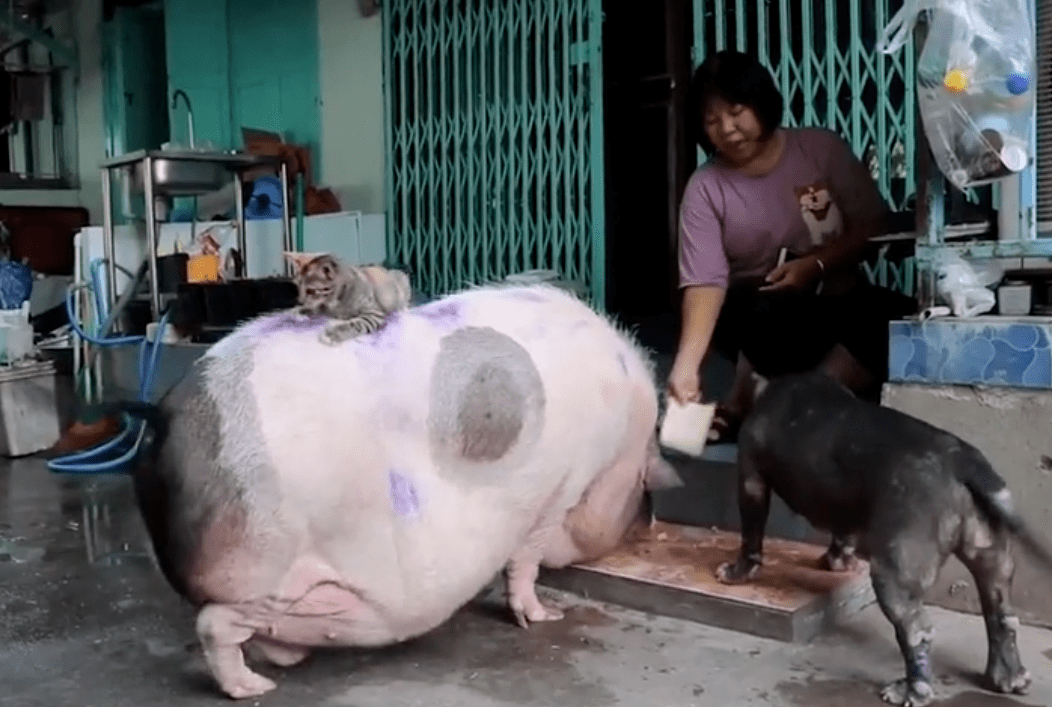 女子买了一只茶杯猪,卖家说它长不大,怎料竟长成了"猛兽"