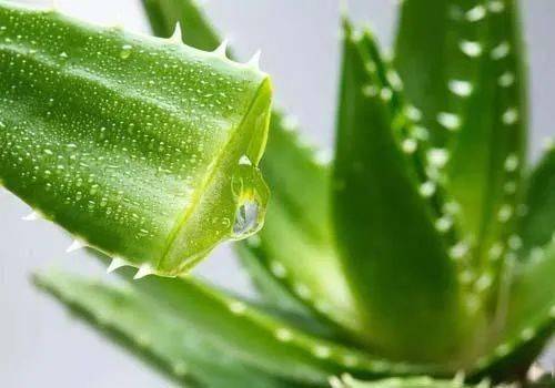 再配合库拉索芦荟叶汁.