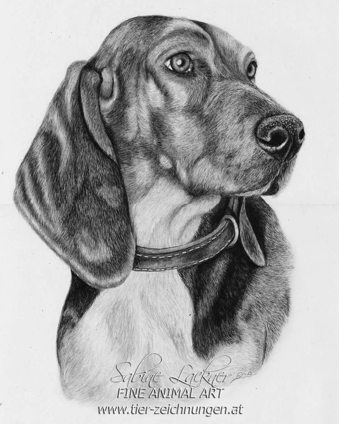 动物类写实彩铅手绘