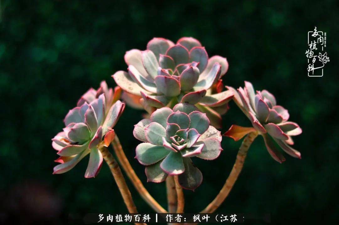 孔雀灿烂缀万圣节黑法师冰铜后记:六月的包邮区,天空是漏的,每天除了