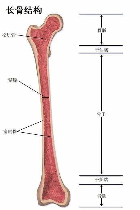 骨板 结构图图片