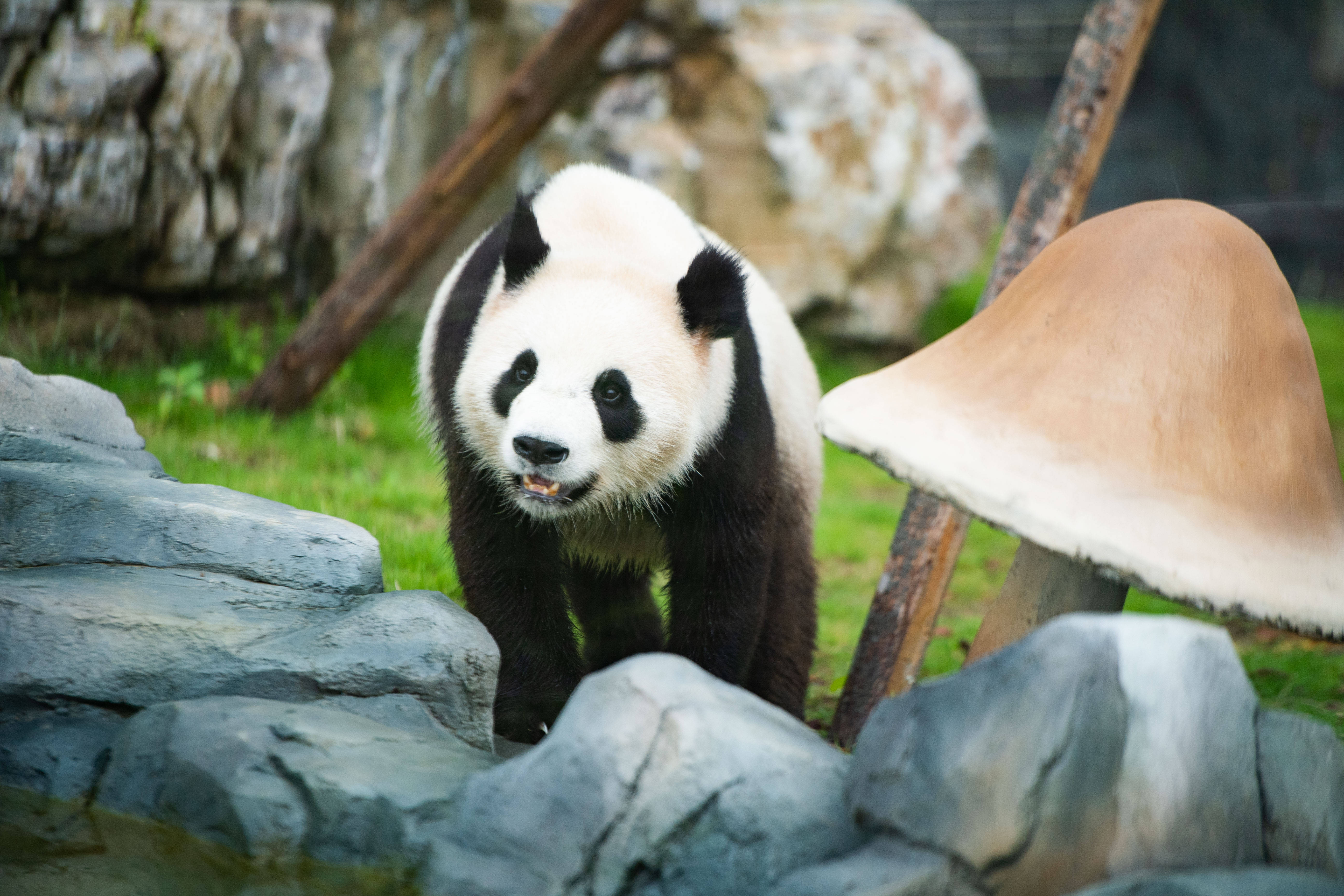 湖南湘西:鳳凰中華大熊貓苑正式開園