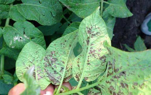 马铃薯炭疽病症状危害发生规律和防治方法