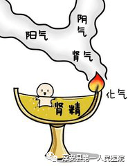 对机体各脏腑起着凉润,宁静,抑制等作用,肾阳对机体各脏腑起着温煦